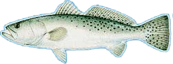 Spotted Sea Bass