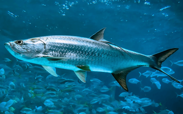 Silver Kings: Tarpon give Lowcountry anglers plenty of chances around baitfish schools